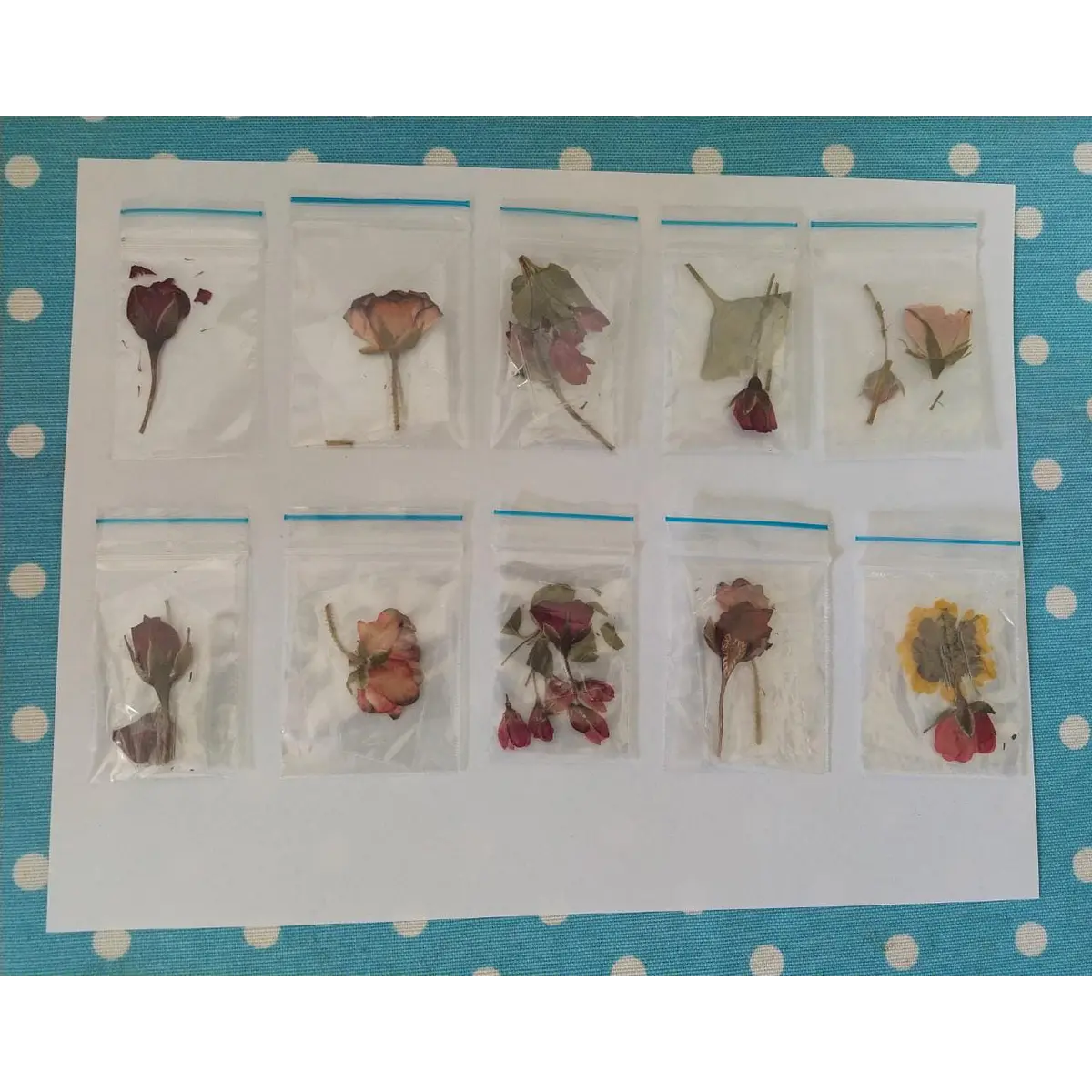 Flores Prensadas Surtidas